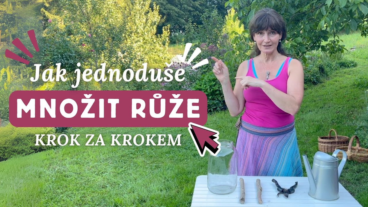 Nejlepší čas na množení růží je právě teď! Jak množit růže krok za krokem?