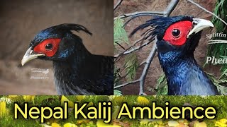 Nepal Kalij Ambience by SplittinTracks Pheasantry 137 views 1 month ago 54 minutes