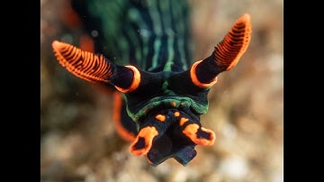 Video of macro critters in Dauin - Philippines