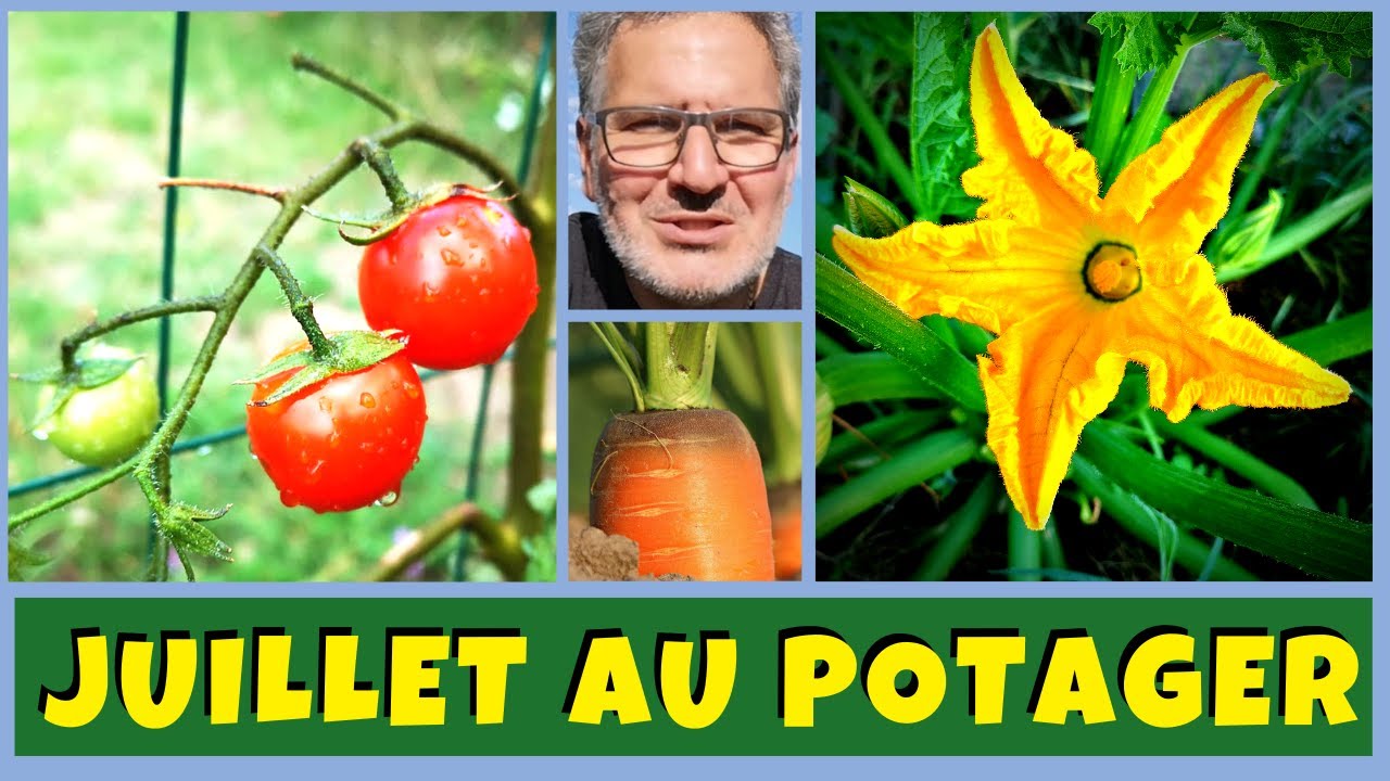 Juillet au jardin potager - Que planter, semer et bouturer ?