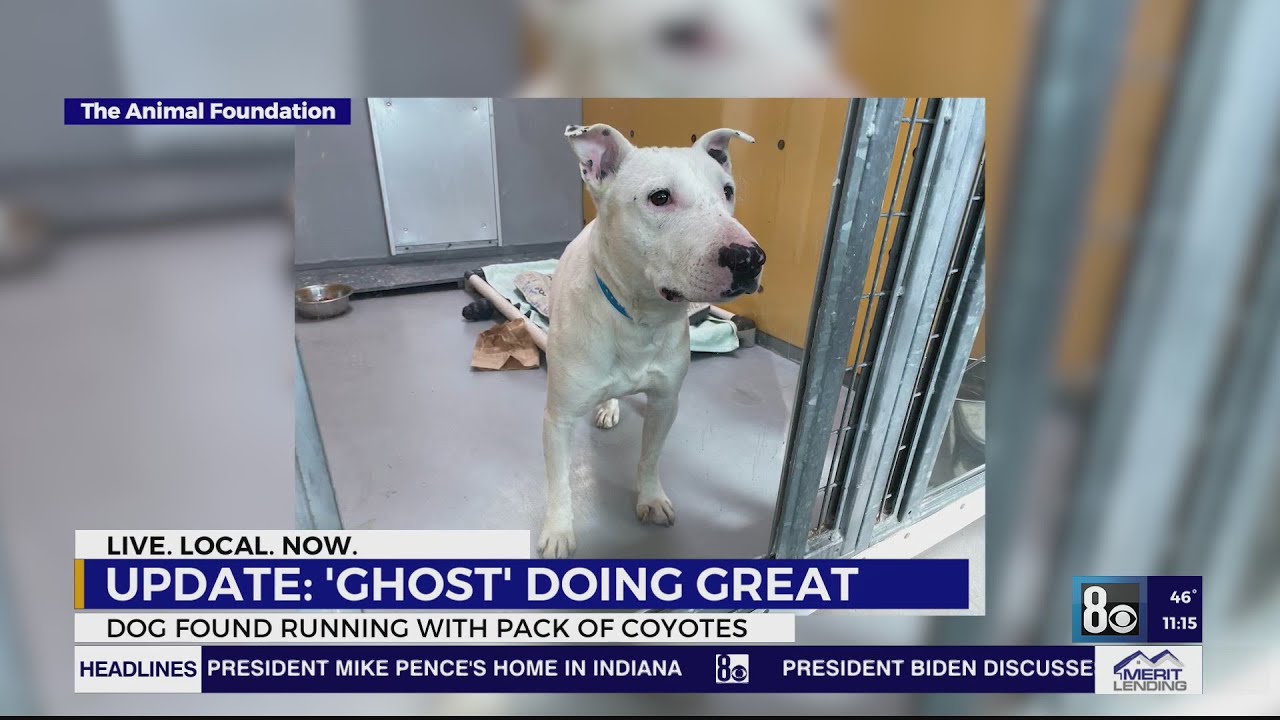 Ghost' the dog 'doing well' at Animal Foundation after found living with  coyotes in Nevada desert - YouTube