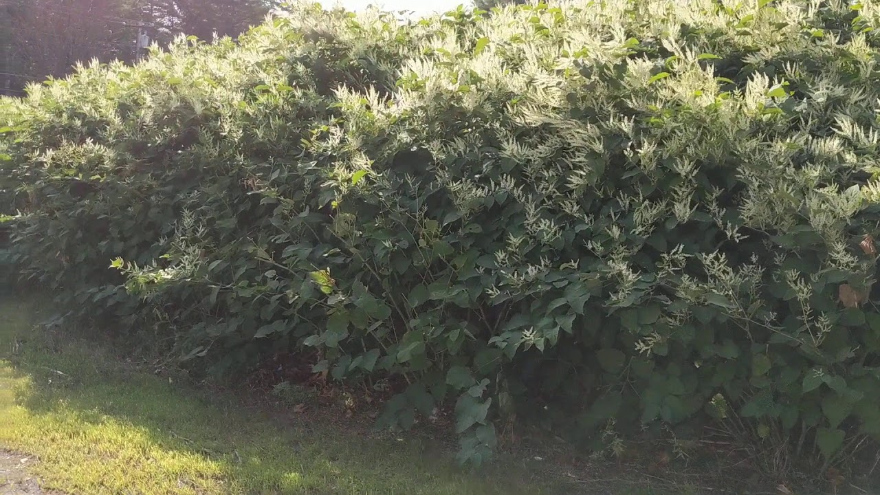 Invasive plant in Maine Japanese knotweed YouTube