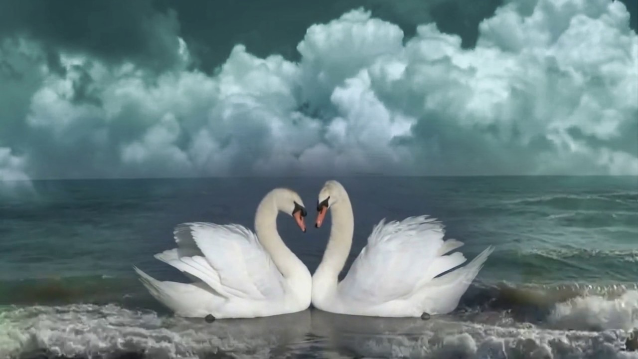 Минус любовь лебедем. Лебединая верность. 2 Лебедя. Любовь и лебеди. Лебеди фон.