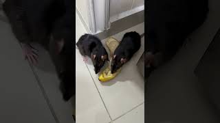 Banana para las ratas y plagas