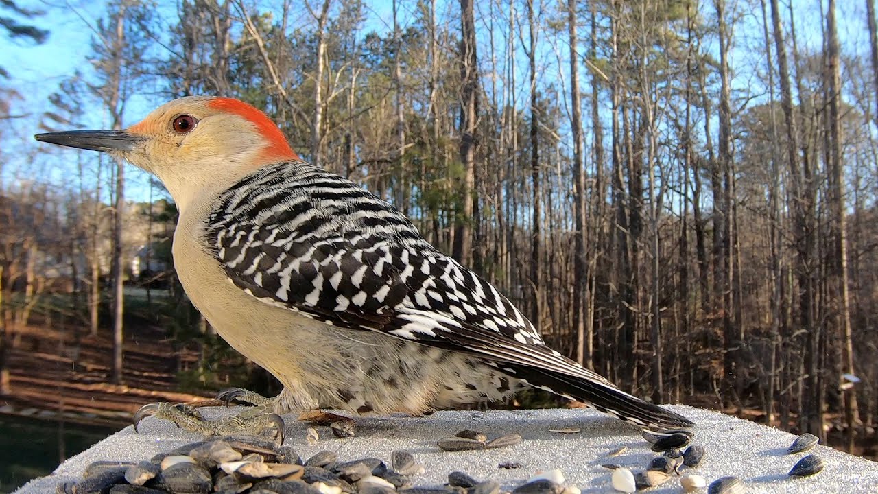 What Is A Woodpecker With A Redhead Called?