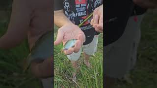 Japanese tiny fishing #micro fishing