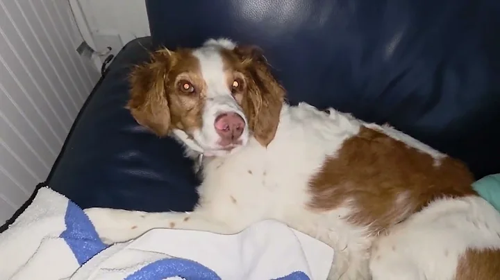 Shop Dog Needs Vacation 