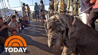 Meet the winner of this year’s World's Ugliest Dog Contest | TODAY