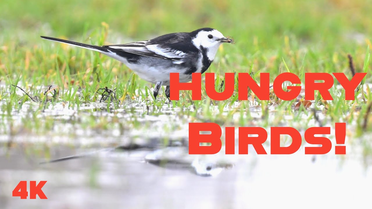 Hungry Birds! Pied Wagtail Searching For Food (slow motion & audio dubbed)
