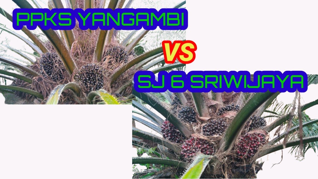 Perbandingan PPKS YANGAMBI VS SRIWIJAYA 6 Part II #ppksyangambi #sj6