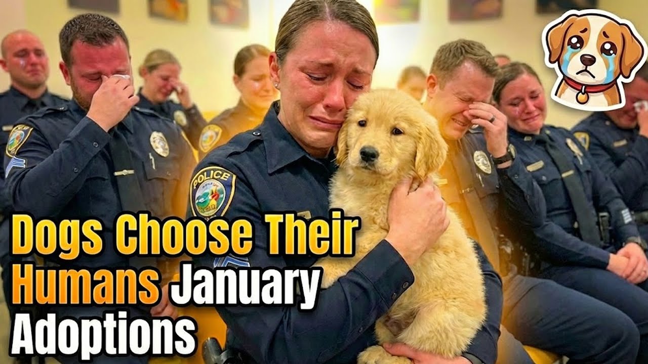 She Choose No One ... Until This Happened🥹— Adoption Moments January  2026 #dogadoption #animal