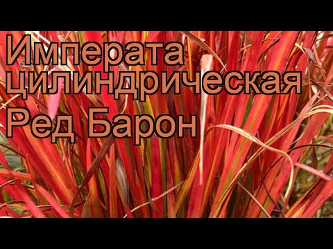 Video: Cilindrisch Rijk: Planten En Verzorgen, Winterhardheid Van De Variëteit Red Baron, Beschrijving En Gebruik Van De Plant In Landschapsontwerp