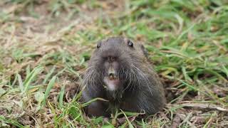 botta's pocket gopher