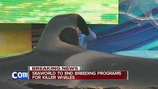 SeaWorld ending killer whale breeding program