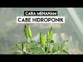 Cara Menanam Cabe Hidroponik