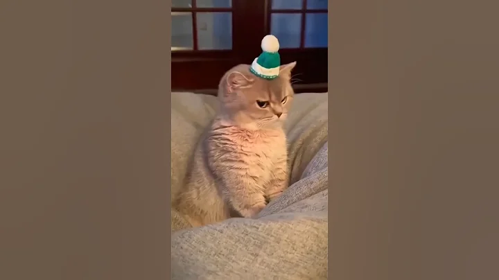 Watch the video about Cats Be Like