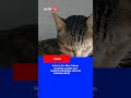 Des experts alertent sur une nouvelle infection fongique transmise activement de chats à humain...