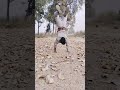 How to do handstand balance and handstand balance paping dump #trending #stunts #tricking #powerful