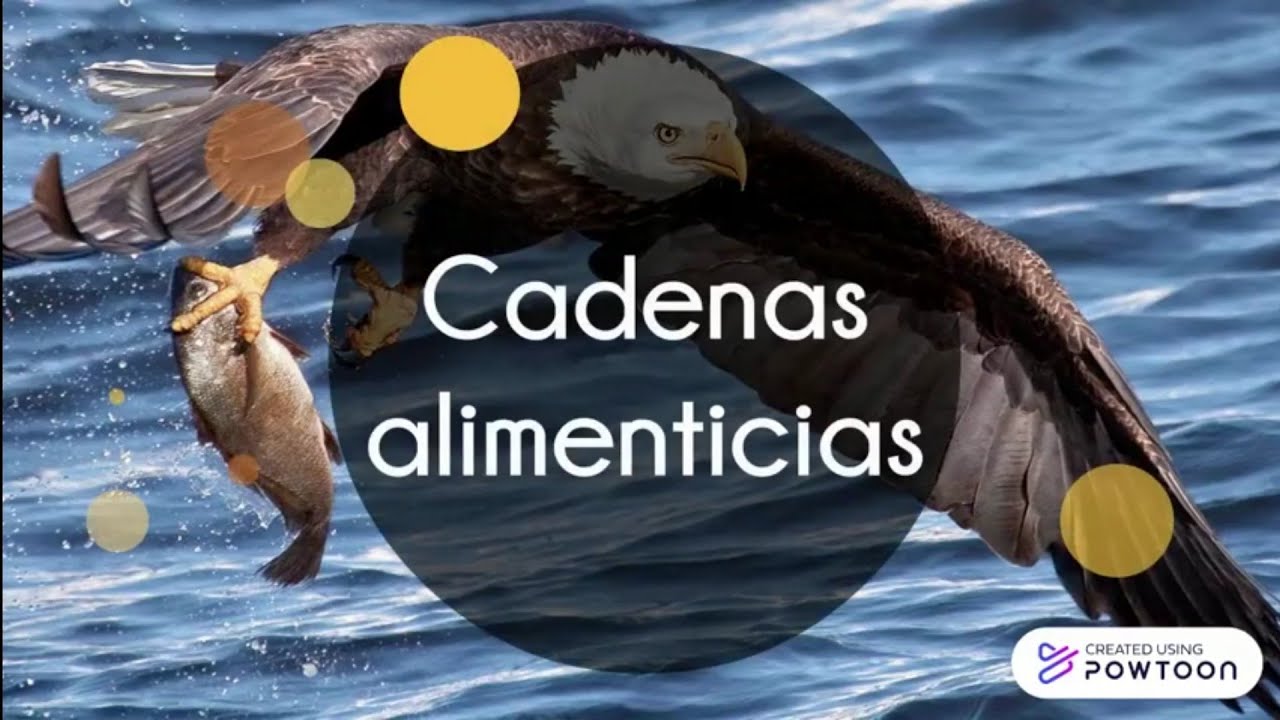 ?¿Qué son las cadenas alimenticias?? | Su importancia | Videos educativos  - YouTube