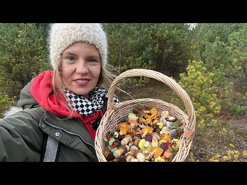 13/11/25 - Mid-November, mushrooms in the Lower Silesian Forests:)