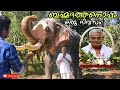 One day with Kerala elephant Brahmadathan😍| ഗജകൗസ്തുഭം പല്ലാട്ട് ബ്രഹ്മദത്തനൊപ്പം ഒരു ദിവസം