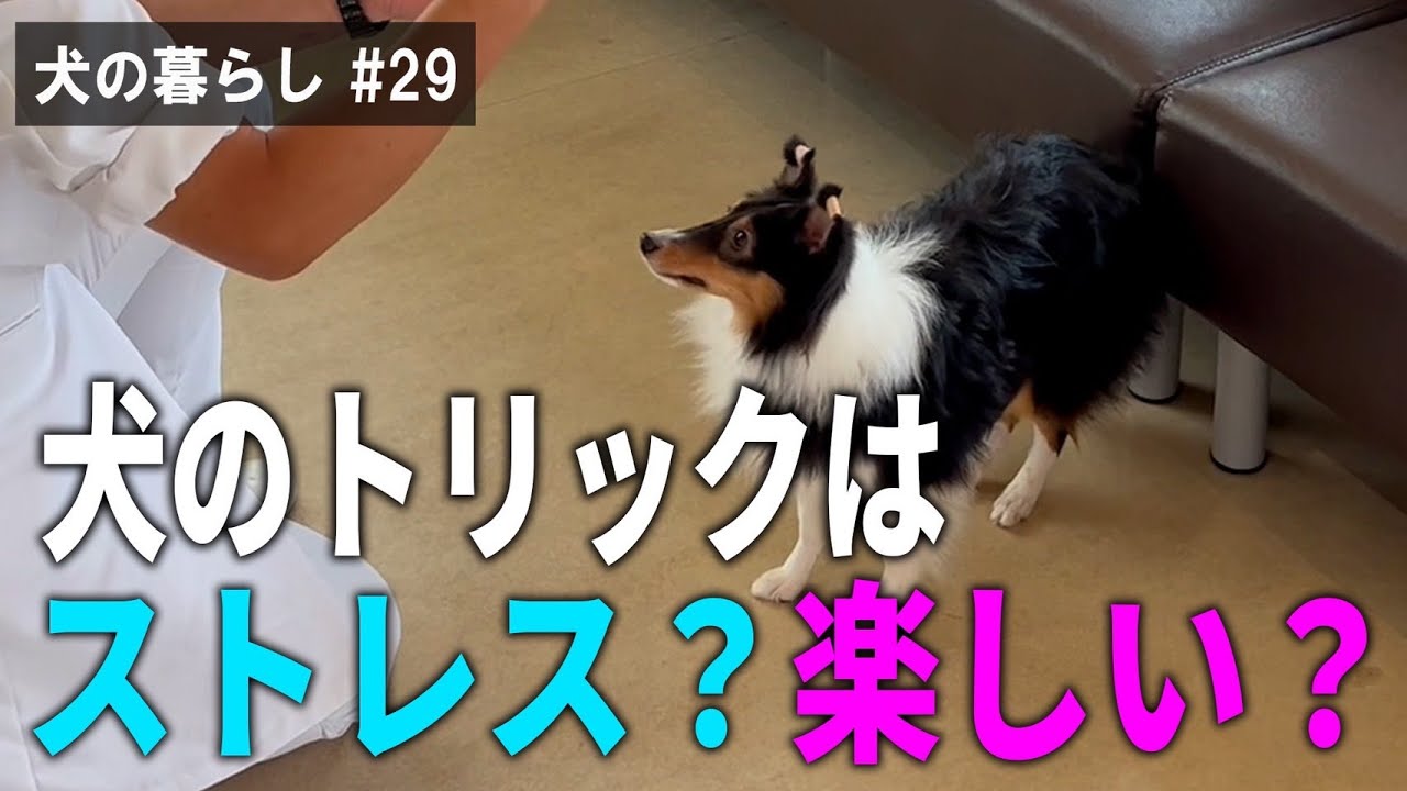 犬の暮らし 29 犬のトリックはストレス 楽しい Youtube