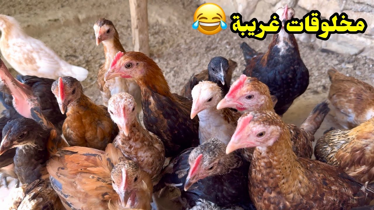 يومات الدجاج🐓شلت الكتاكيت عن امهم + تقديم العلاجات ورافعات المناعة للدجاج