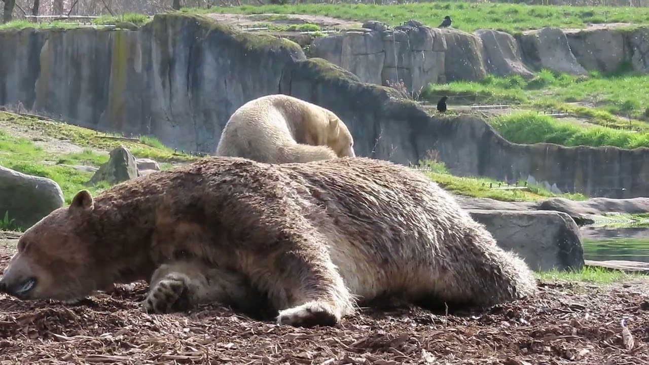 Wolodja in de houtsnippers.