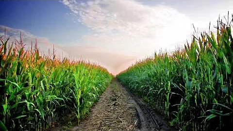 Twin Valley Musical Reveal:  2016