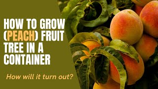 How To Grow (peach) Fruit Trees in Containers