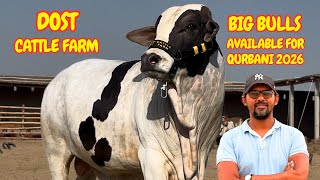 Big Bulls Available For Qurbani 2026 At Dost Cattle Farm