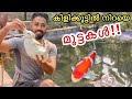 കൂട്ടിലെ കിളികൾ എല്ലാം മുട്ട ഇടാൻ തുടങ്ങി!! | Backyard Mini Forest | Birds Started Laying Eggs