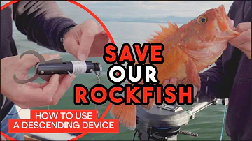 How to use a Descending Device to Preserve Rockfish Bycatch