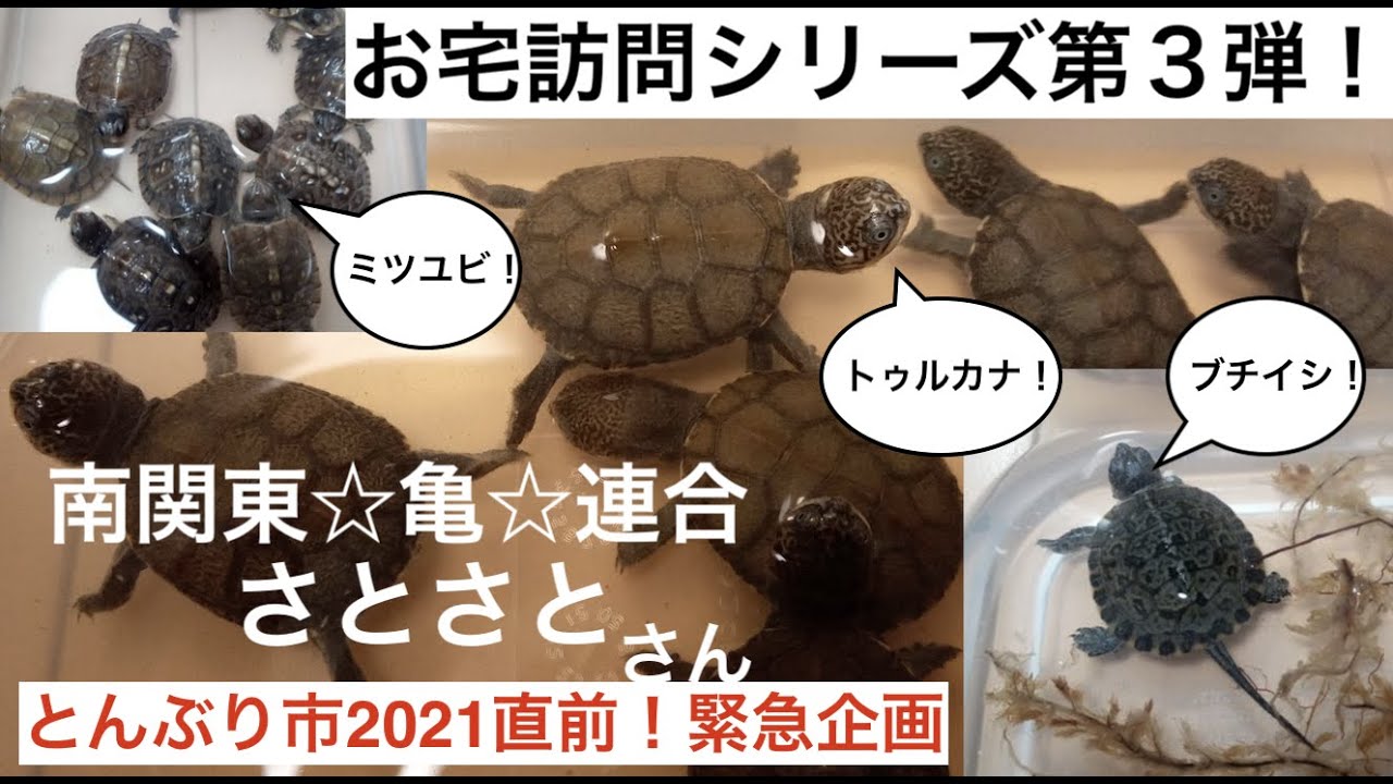かめぞー☆ちゃんねる 34クラッチ お宅訪問シリーズ第3弾！南関東☆亀