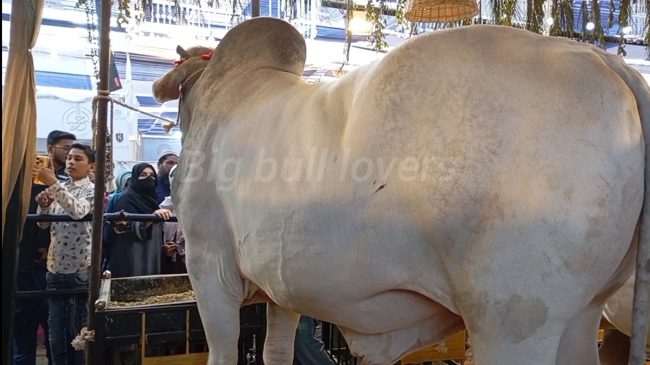 Sab se bara Sibbi Ka bachra | big bull lovers - YouTube