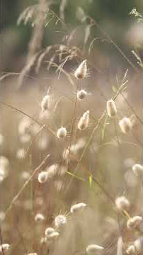 #bollywood #jiskeaanesemukammalhogayithizindagisong #song #hindisong #love #music #nature #mountains