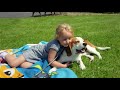 Why Beagles are Perfect Family Dogs