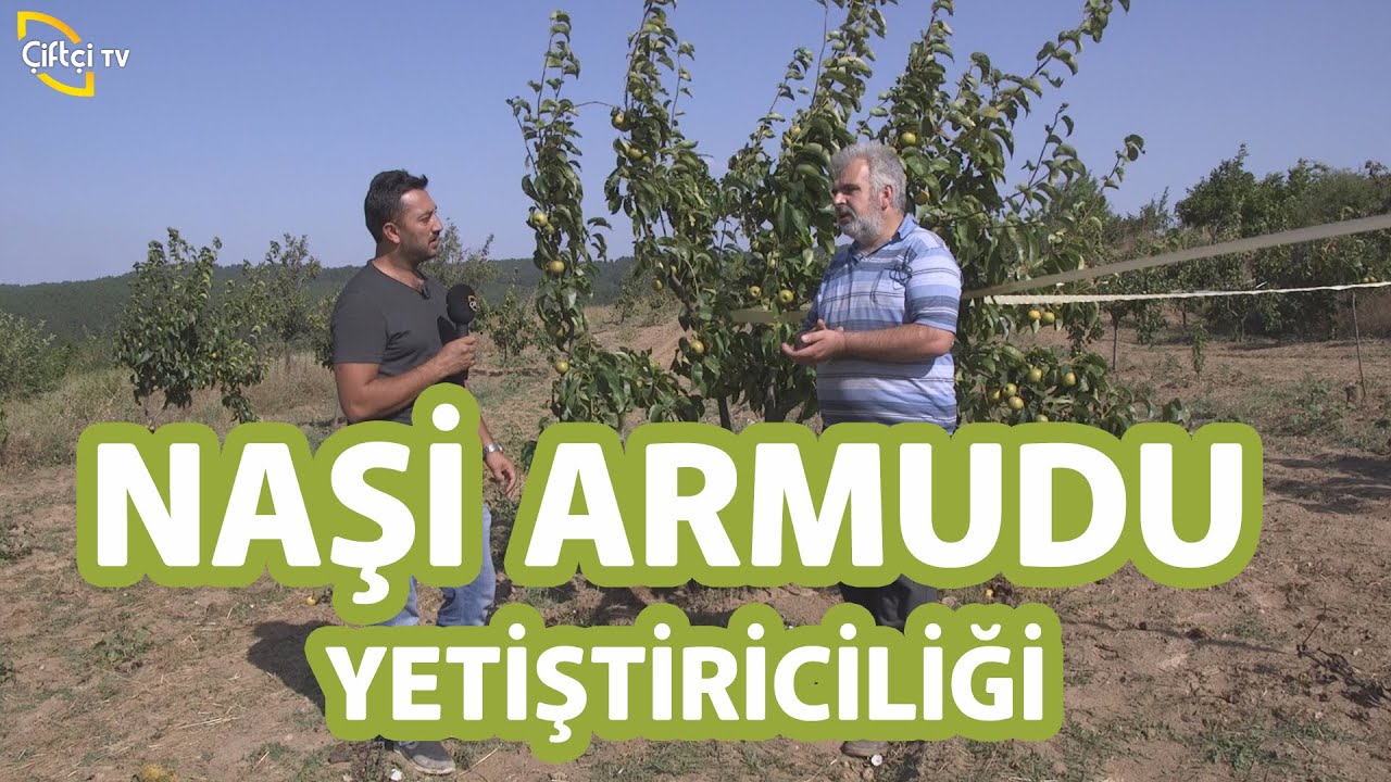 Geliri Yüksek Ve Bakımı Çok Kolay Naşi Armudu Yetiştiriciliği! - Maksat Üretmek