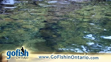 Fish Ontario for Lake spawning Brook Trout.