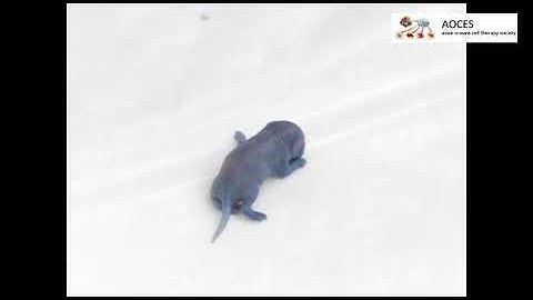 Intravenous Injections in Neonatal Mice