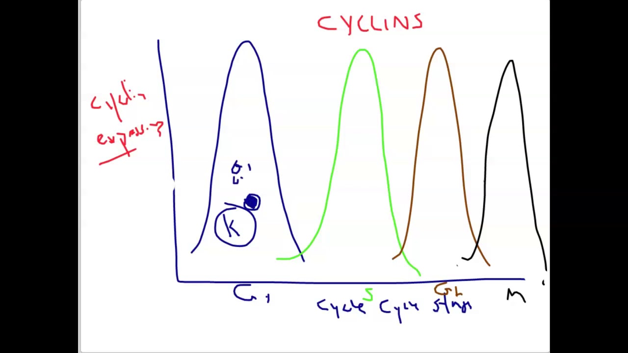 Cyclins, Cdks, the Cell Cycle and the p53/p21 Checkpoint