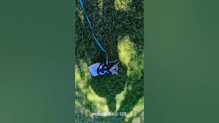 Video 11307431: sphynx cat explore, cute cat