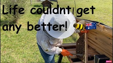 Checking for Swarm Cells #4   🇦🇺🐝 #australia #beekeeping #savethebees #bee #honeybee #beekeeper