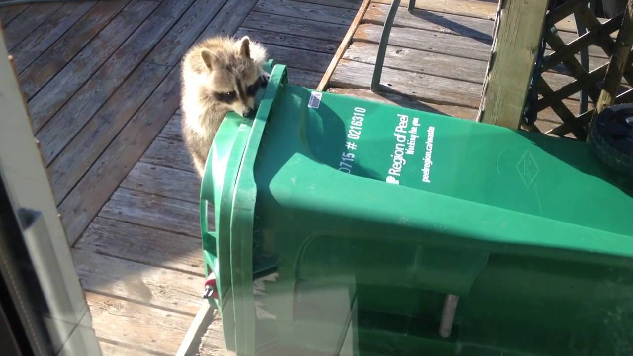 Raccoon vs Compost Bin YouTube