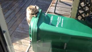 Raccoon vs Compost Bin
