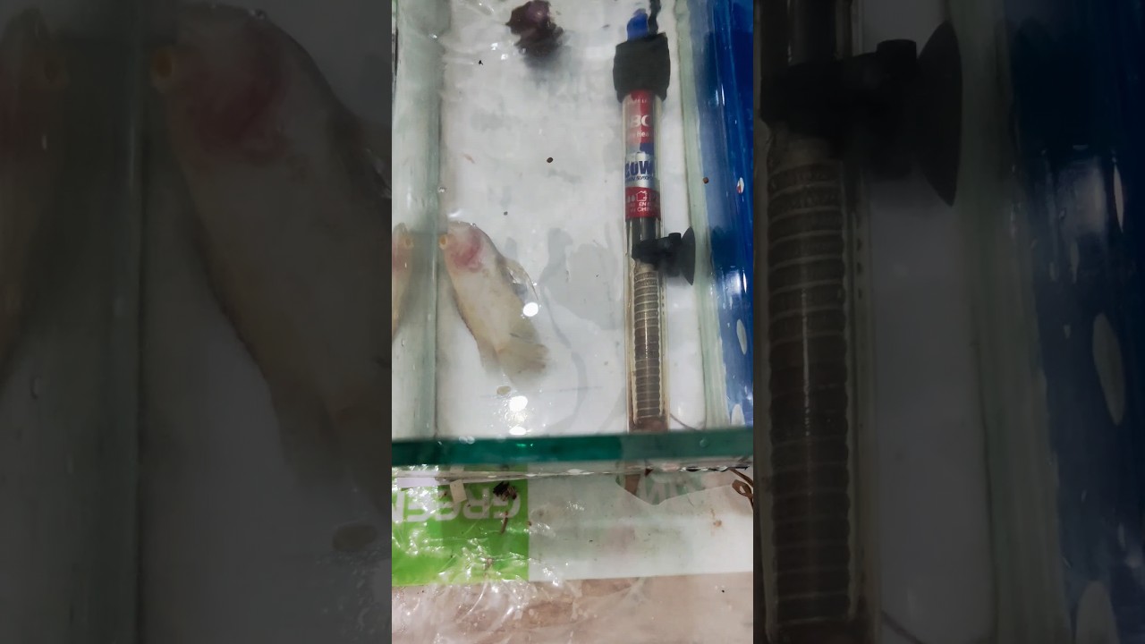 How to save sick Oscar Fish , By giving treatment , bemaar Oscar ko kaise treatment kare