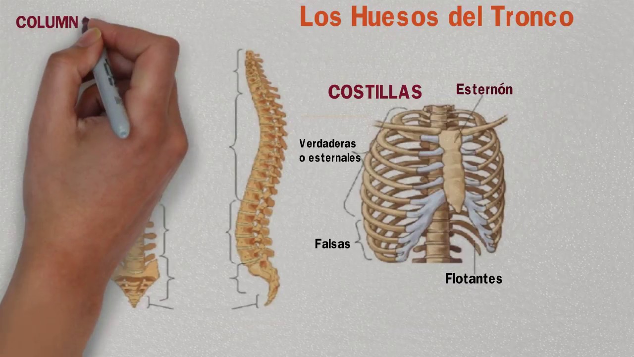 Qué es la columna vertebral y cuántos huesos tiene?