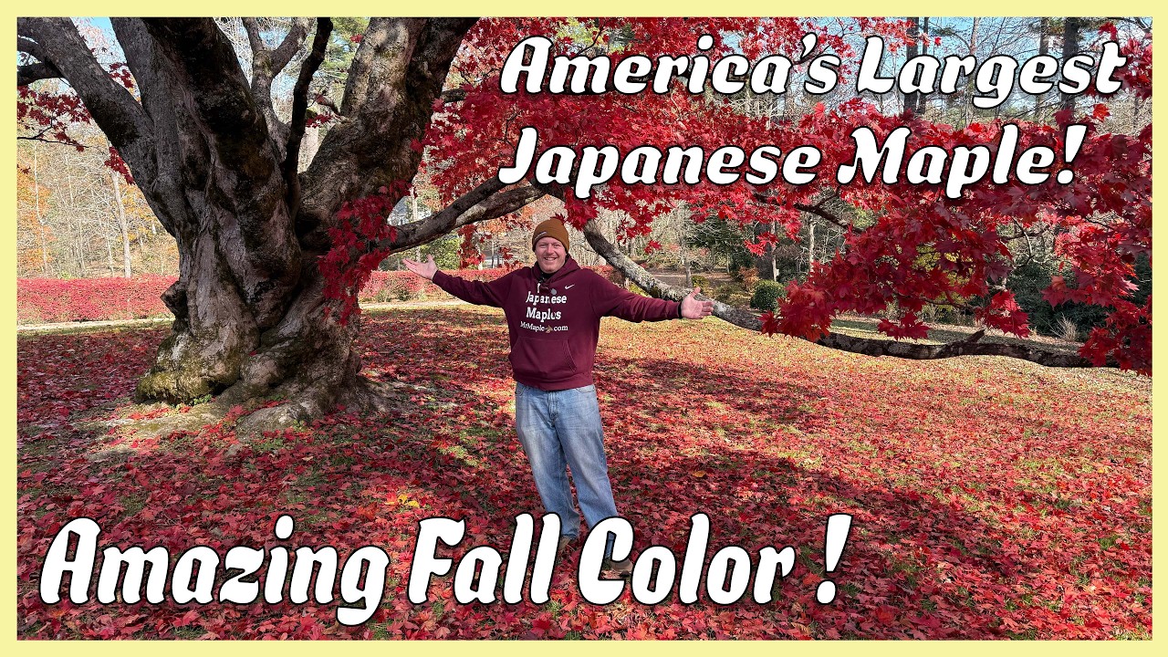 the-hopewood-tree-could-this-be-the-world-s-biggest-japanese-maple