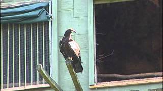 Bald Eaglets Duke and Duchess Released from Hack Tower July 14, 2011 (AEF)