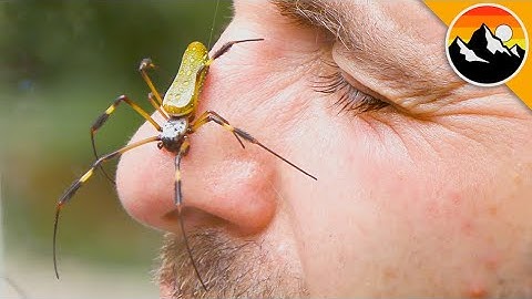 Arachnophobic Nightmare - the Spider Helmet!